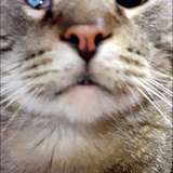 kitcatmeowston