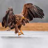cazadormxx