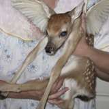 bluebambi00