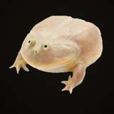 amorphousfig